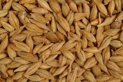 Урожай зерновых в Украине вырос на 36,3%