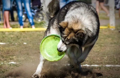 «Шалені пси» приглашают на тренировку любителей собак и их питомцев