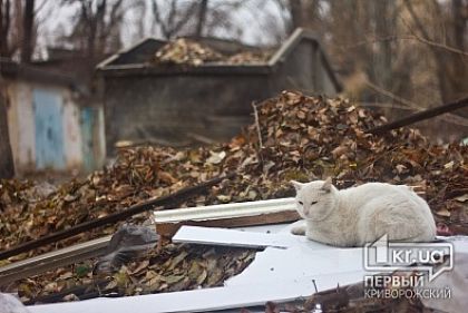 Детский сад в Кривом Роге расположен по соседству со стихийной свалкой и бродячими животными