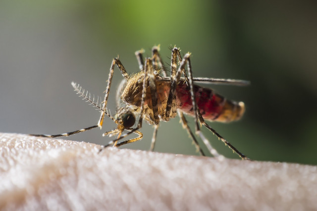 Жителей Днепропетровской области предупреждают о переносчиках малярии