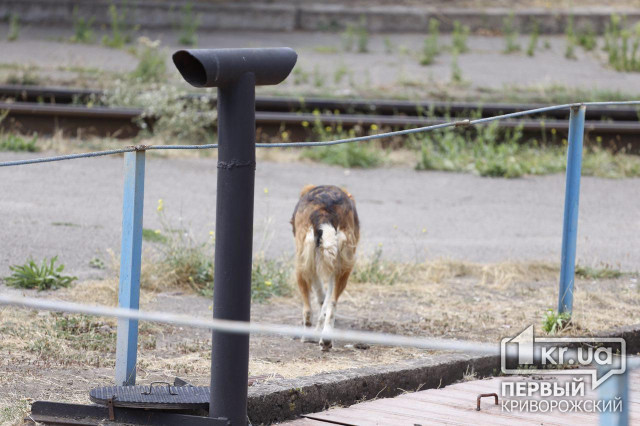 Полиция Кривого Рога расследует жестокое обращение с животными возле депо Скоростного трамвая