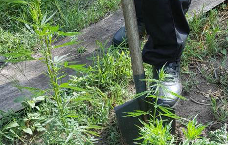 Криворожские правоохранители задержали мужчину, который выращивал наркотики на огороде