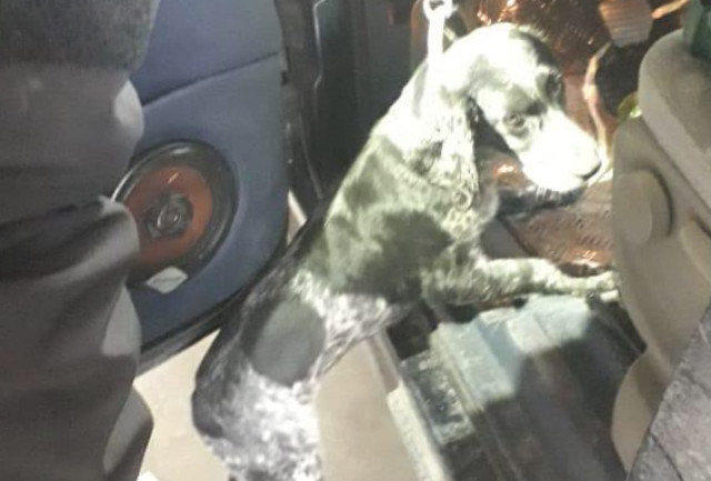 Контрабандиста из Кривого Рога выявили благодаря служебной собаке