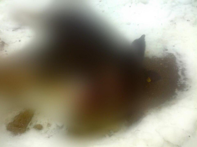 В спальном районе Кривого Рога травят стерилизованных собак, - местная жительница