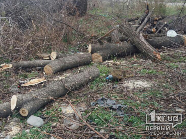 В Кривому Розі благодійний фонд пояснив навіщо вирубує дерева у парку Мершавцева