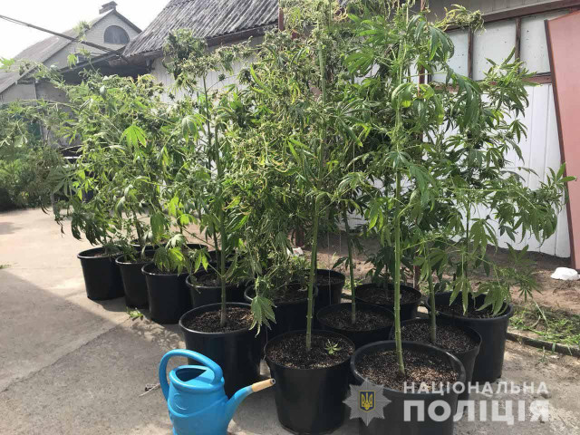 20 тысяч растений конопли изъяли полицейские Днепропетровской области за 4 месяца спецоперации