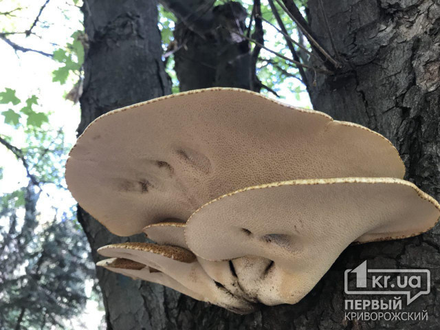 7 жителей Днепропетровской области отравились грибами за 9 месяцев 2018 года