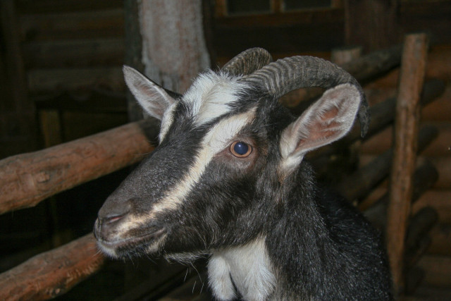 В Кривом Роге три козы погибли во время пожара в сарае
