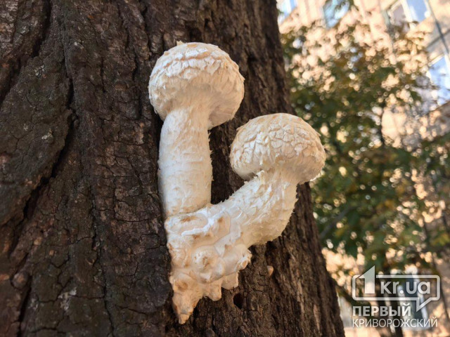 В октябре в Днепропетровской области 24 человека отравились грибами