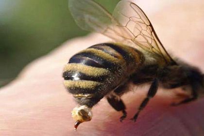 Первая помощь при укусе пчелы или осы