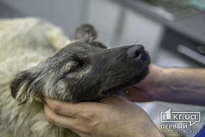 Прививки от бешенства и стерилизацию бродячих животных будут делать в человеческих условиях