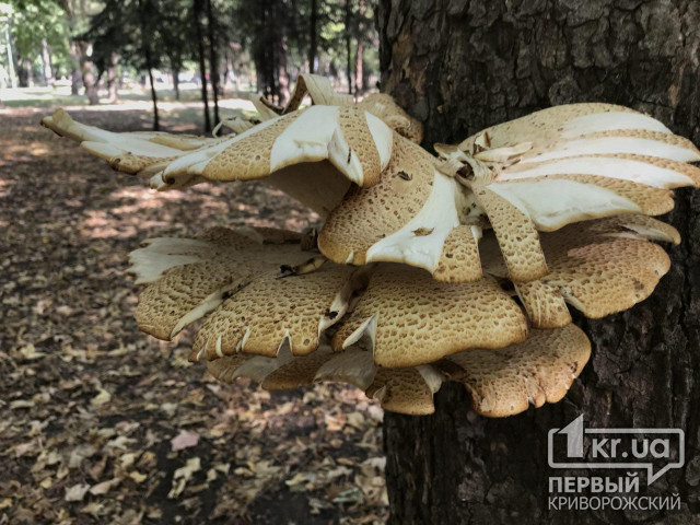 174 українця отруїлися грибами, - у МОЗ закликають не ризикувати здоров’ям
