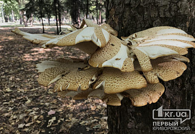 Фото к новости Главное фото новости