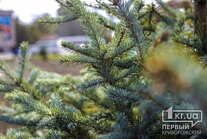 Возле нового памятника Владимиру Великому в Кривом Роге будут расти голубые ели