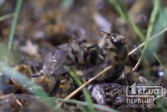 Шокирующее зрелище - гибнут тысячи пчелиных семей в селах под Кривым Рогом