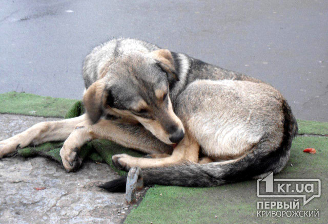 Криворожане требуют дополнительно стерилизовать бездомных собак и кошек