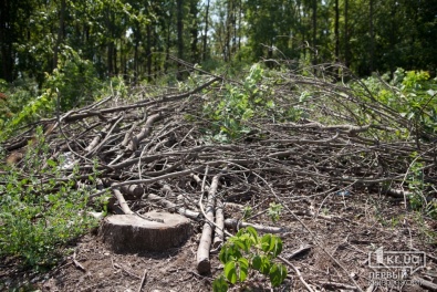 Прокуратура Кривого Рога расследует незаконную вырубку деревьев по Днепропетровскому шоссе