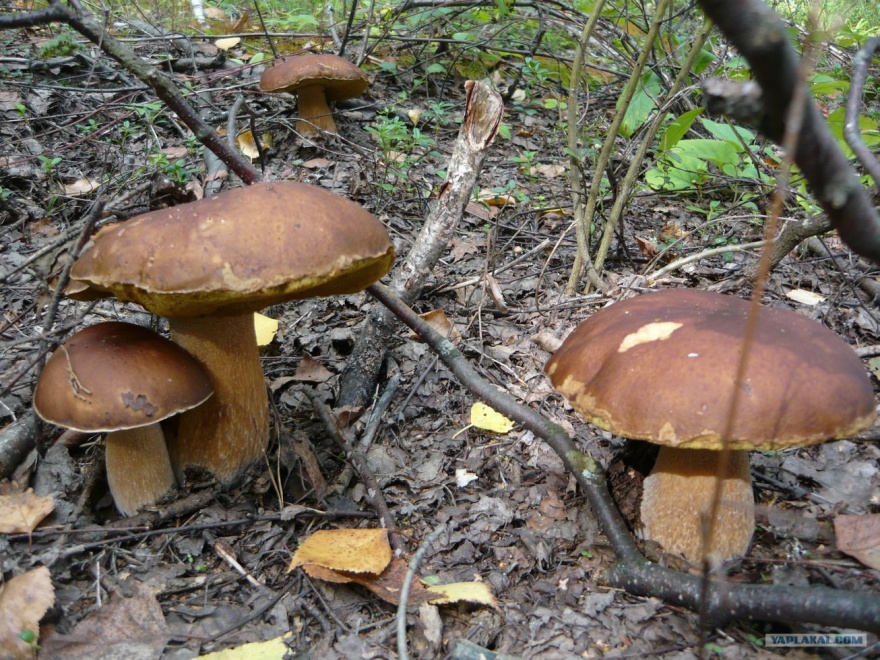 В Кривом Роге трое детей отравились дикорастущими грибами