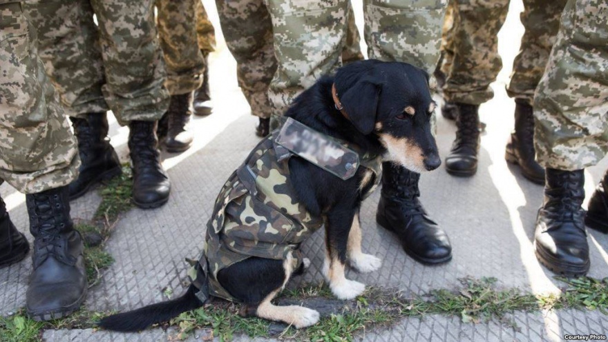 В Украине стартует новый проект по реабилитации бойцов АТО: их лечением займутся собаки