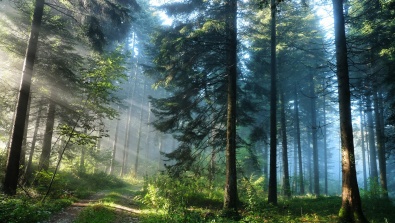 На Дніпропетровщині частково перекрили в'їзд до лісу