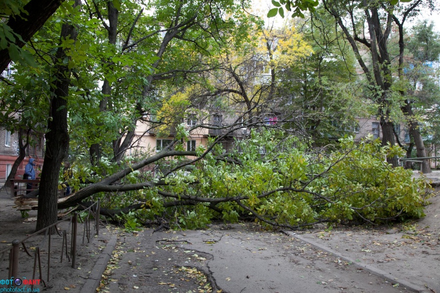 В Кривом Роге упавшее дерево оборвало электропровод. Коммунальщикам нет до этого дела