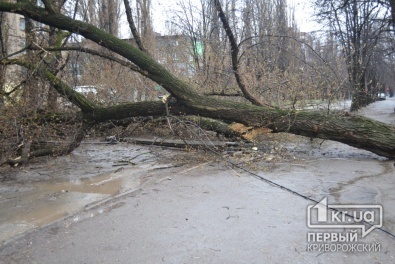 Непогода в Кривом Роге: Крупное дерево перекрыло движение по улице Революционная