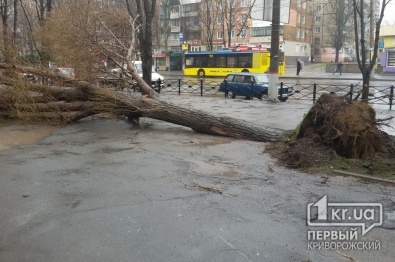 Непогода в Кривом Роге: На криворожанку упало дерево. Сломано 4 ребра