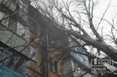 Непогода в Кривом Роге: Два крупных тополя упали на жилой дом по улице Мануйлова