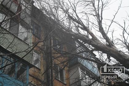 Непогода в Кривом Роге: Два крупных тополя упали на жилой дом по улице Мануйлова