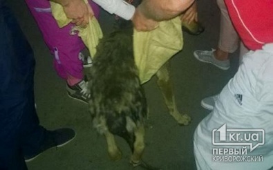 «Свидетели событий»: как в Кривом Роге горожане спасали собаку, попавшую под колеса автомобиля