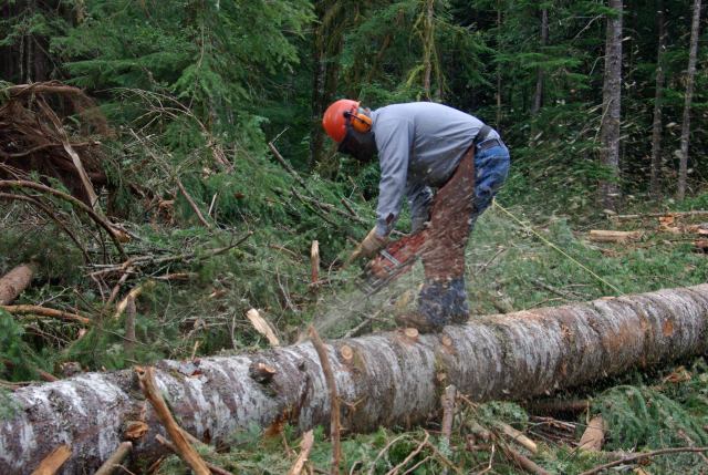 Криворіжці звернулися до очільника Дніпропетровщини з проханням заборонити массове знищення лісових насаджень
