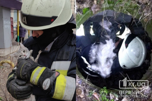 Пожарные Днепра спасли кота и собаку