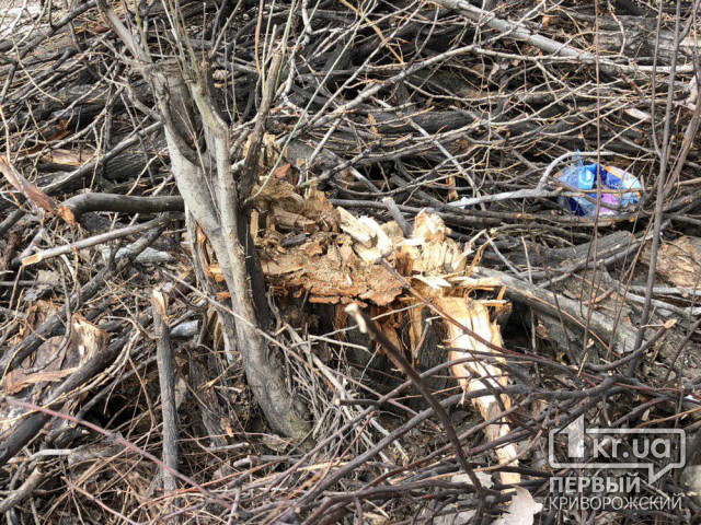 В Кривом Роге на участке, где упало дерево, неделю не убирают обрезанные ветки