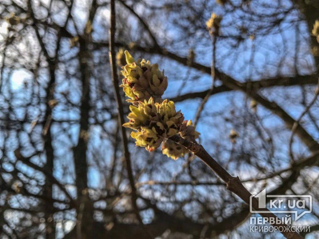 Погода в Кривом Роге и гороскоп для горожан 27 марта