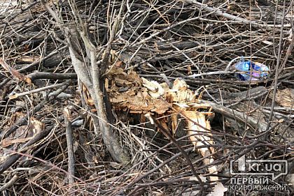 В Кривом Роге на участке, где упало дерево, неделю не убирают обрезанные ветки