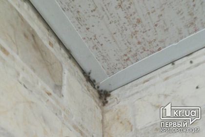 Жители многоэтажки в Кривом Роге соседствуют с мошками и опарышами, проблема не решается десятки лет