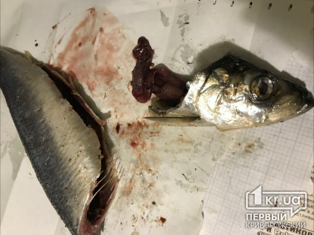 Школьница попала в реанимацию с ботулизмом, съев рыбу, купленную в одном из магазинов в Кривом Роге