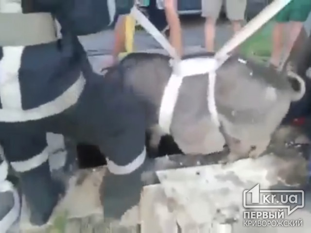 140-килограммовый кабан провалился в яму в Кривом Роге
