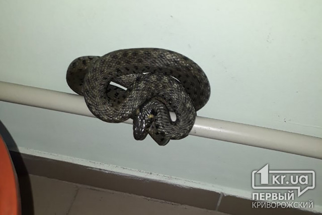 Огромную змею обнаружили в криворожской больнице