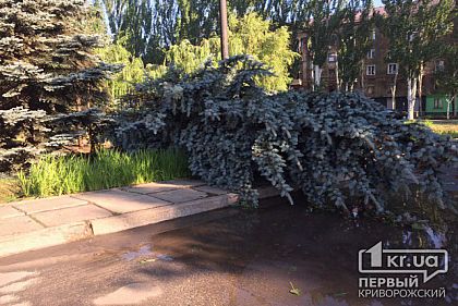 На месте елей, которые рухнули во время урагана, криворожские коммунальщики планируют посадить новые
