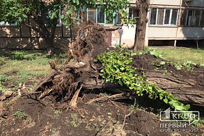 На выходных «Сансервис» продолжит убирать поваленные деревья в Кривом Роге