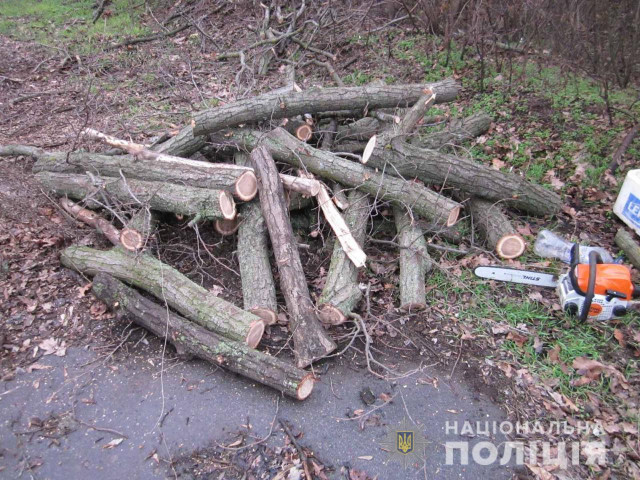 На выходных в Кривом Роге два лесоруба незаконно спилили больше 20 дубов и ясеней