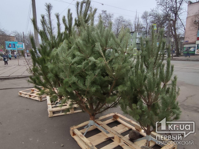Криворожские полицейские изъяли более 500 елок у нарушителей