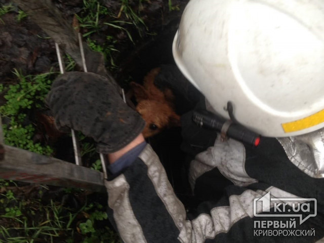 В Кривом Роге пожарные спасли пса, который упал в коллектор