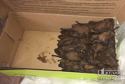 Несколько десятков летучих мышей спасли криворожские пожарные