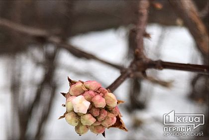 В мороз в Кривом Роге собралась цвести венгерская сирень