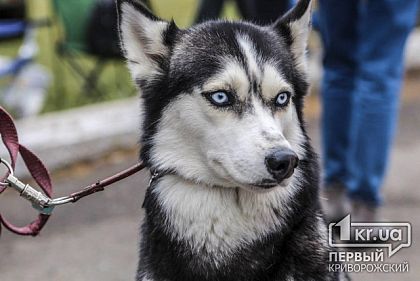Сколько криворожане заплатят за стерилизацию и передержку домашних котов и собак в Центре обращения с животными