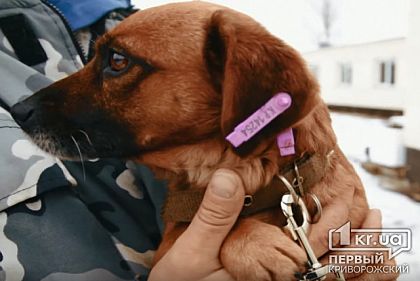 Криворожане могут взять в семью бездомных собак из Центра (ИСПРАВЛЕНО)
