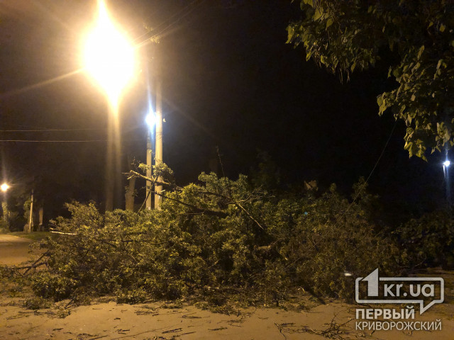 Ночью в Кривом Роге упало дерево и повредило линию электропередач