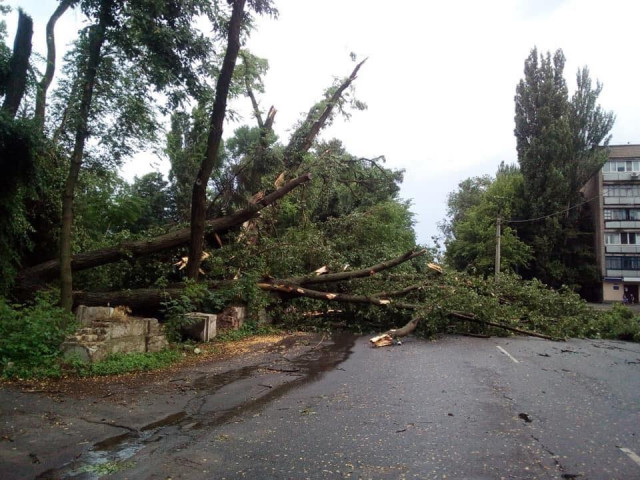 30 деревьев рухнули в Кривом Роге во время ливня и бури